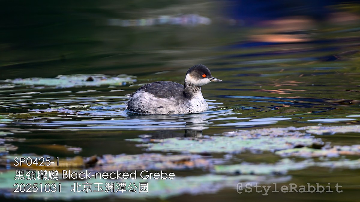 Grèbe à cou noir - ML646806472