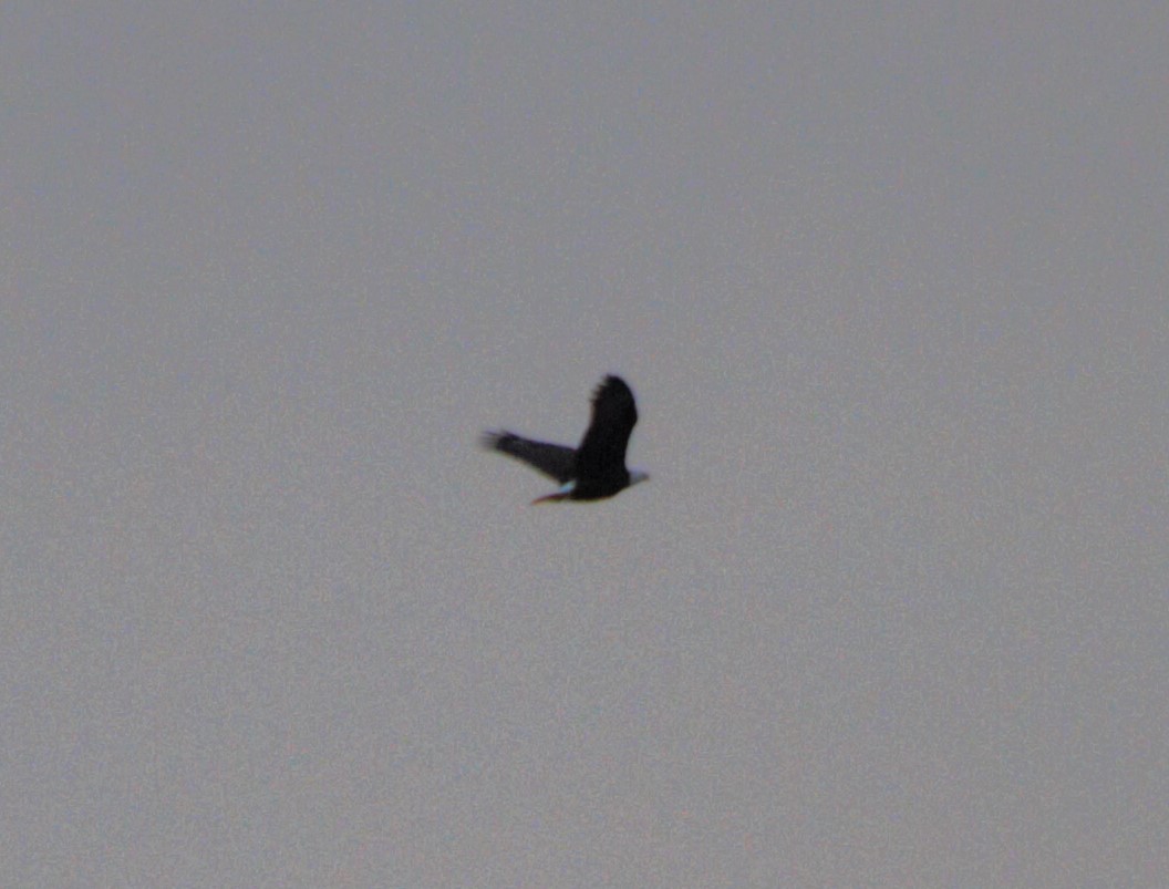 Bald Eagle - ML646806476