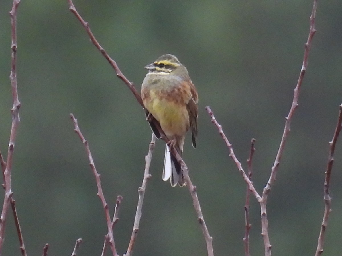 גיבתון משוכות - ML646806477