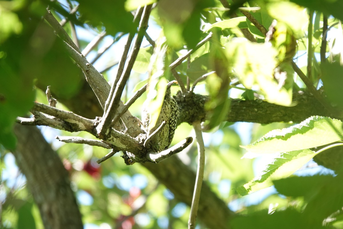 Полосатохвостый дятел - ML646806478