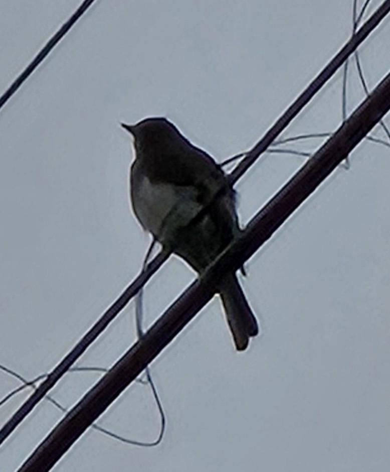 Black Phoebe - ML646806481