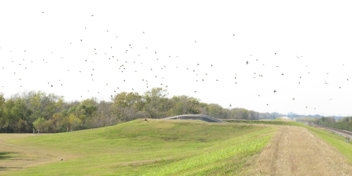 アメリカタヒバリ - ML646806483