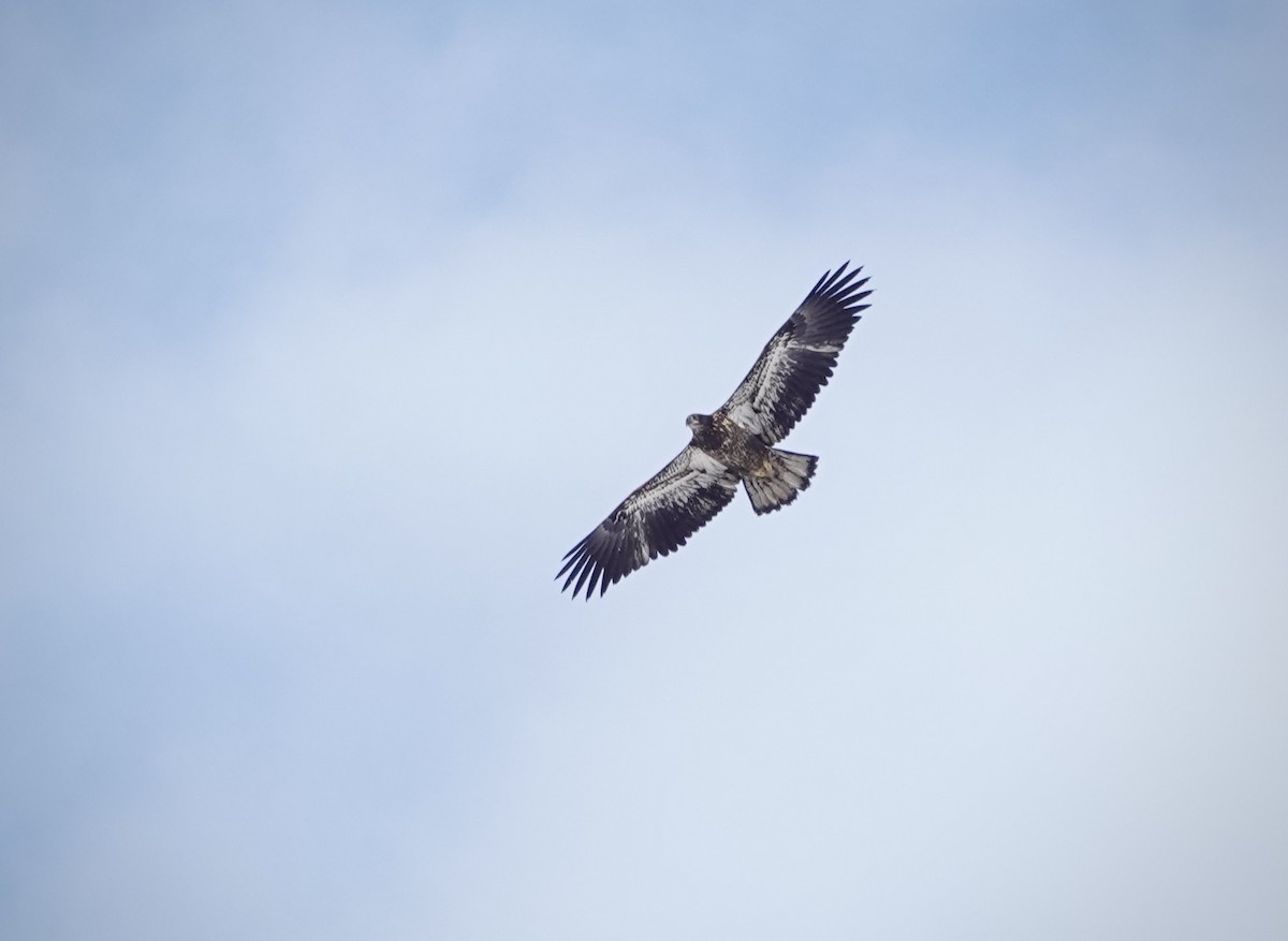 Bald Eagle - ML646806485