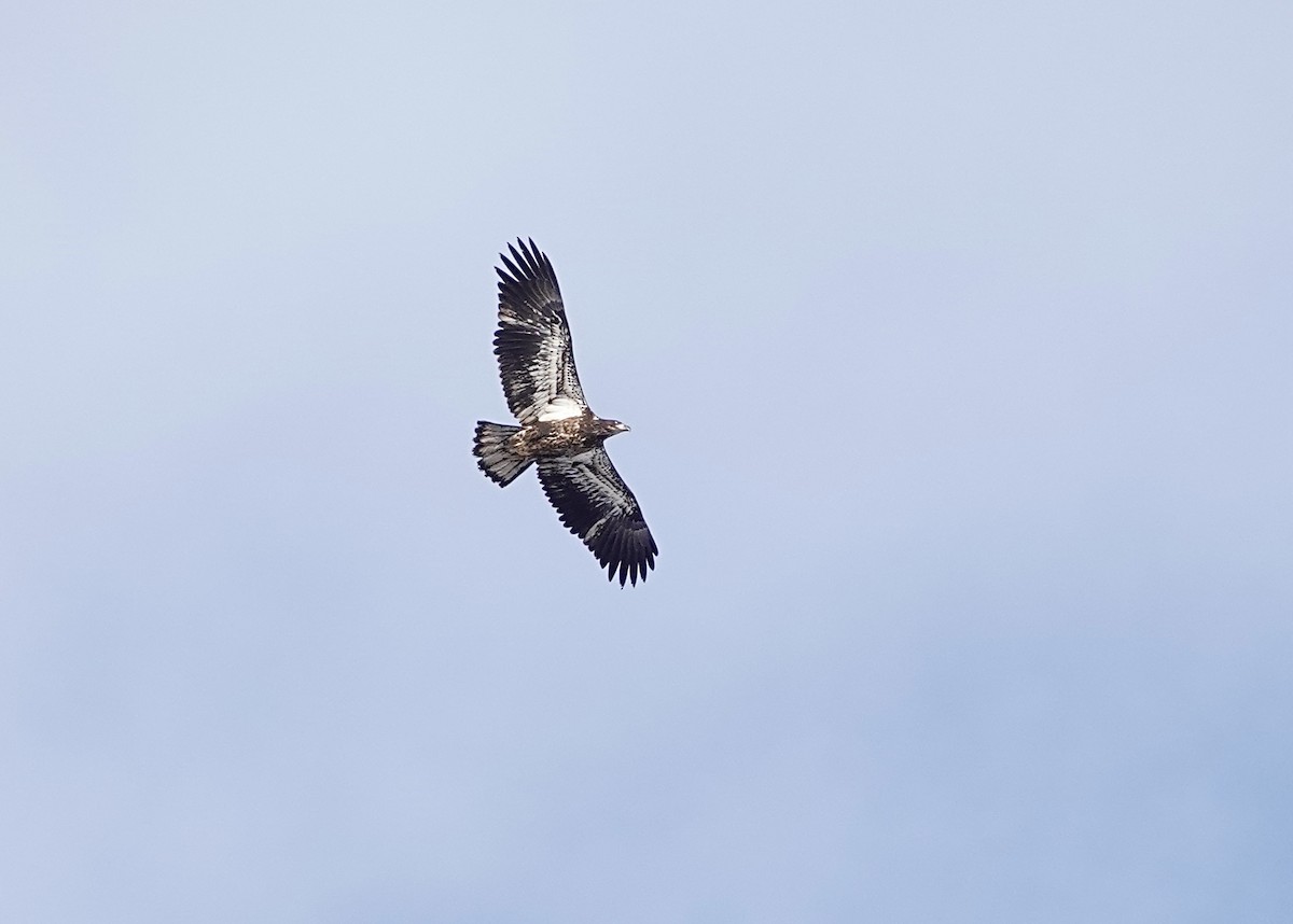 Bald Eagle - ML646806486