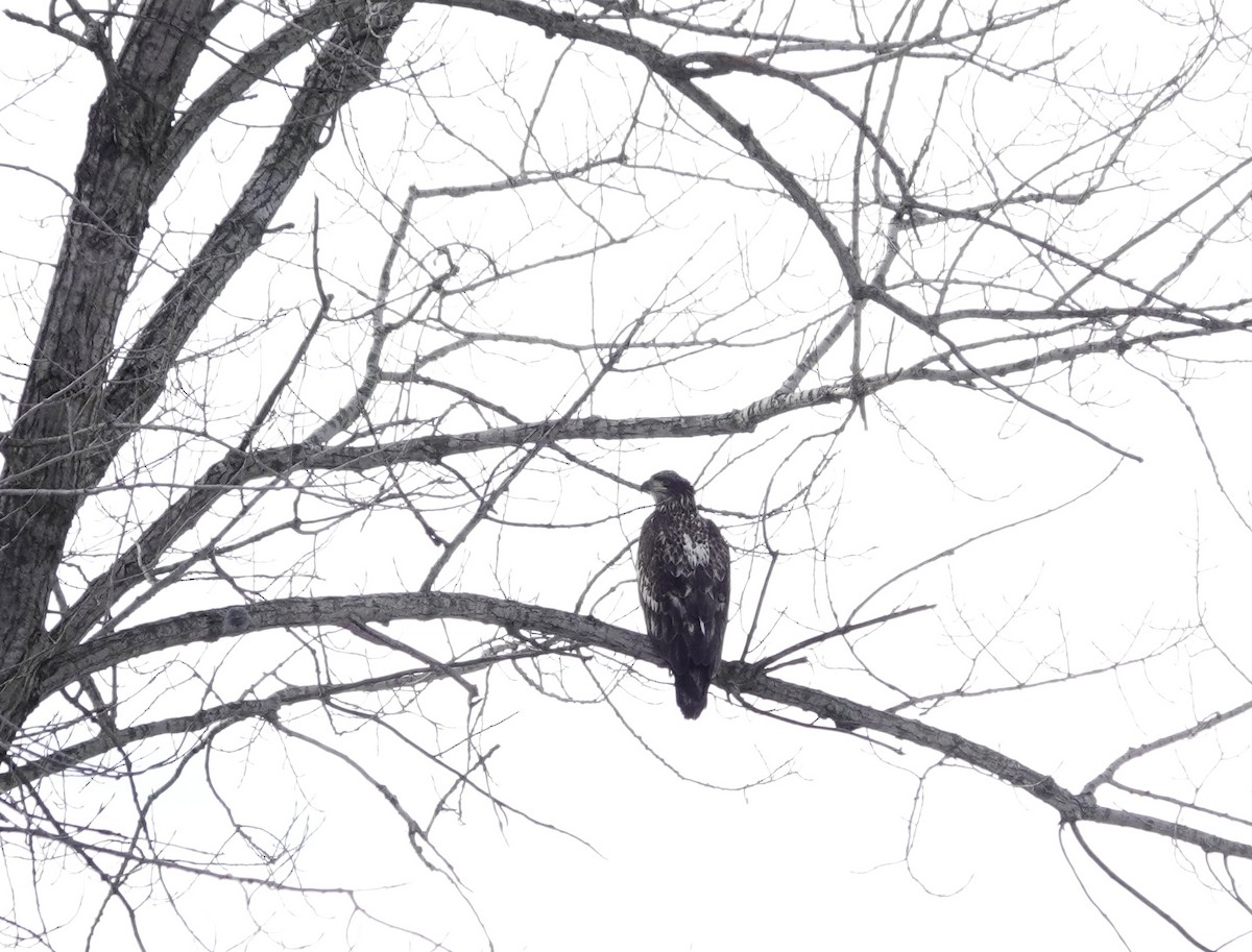 Bald Eagle - ML646806487