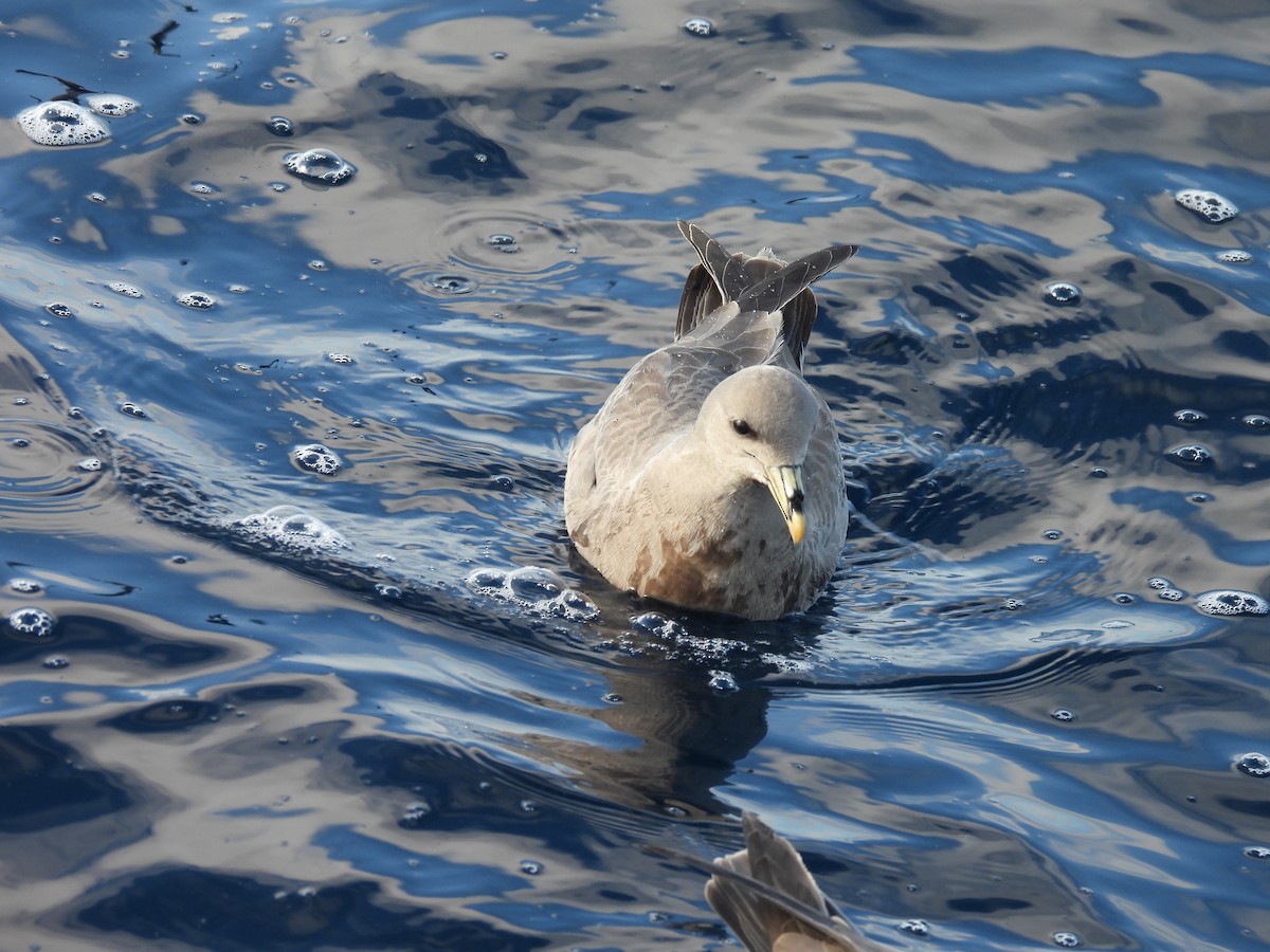 Northern Fulmar - ML646806488