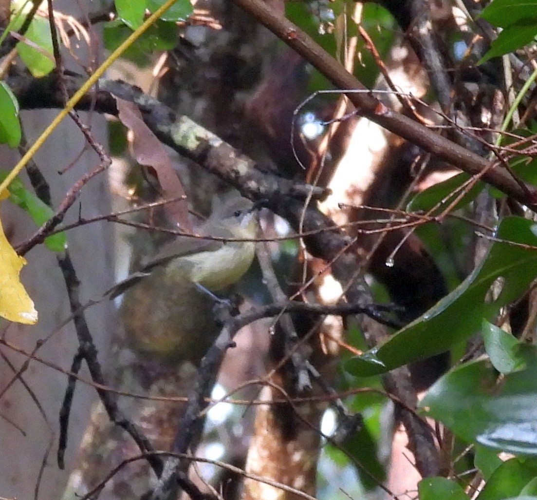 Fairy Gerygone - ML646806489