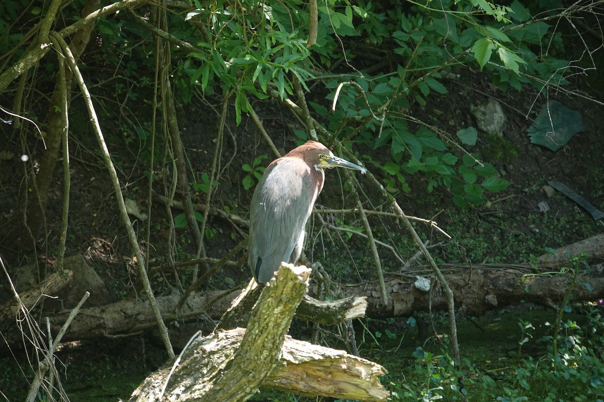 Rufescent Tiger-Heron - ML646806490