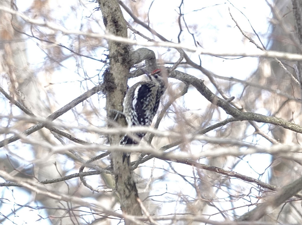 Yellow-bellied Sapsucker - ML646806495