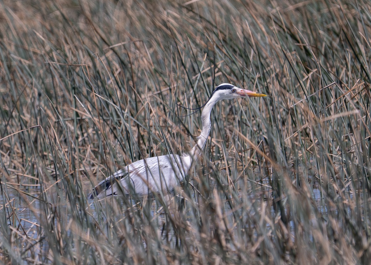 Gray Heron - ML646806496