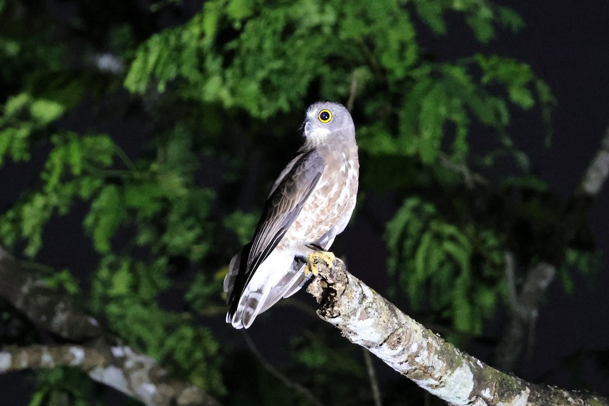 チャイロアオバズク - ML646806497