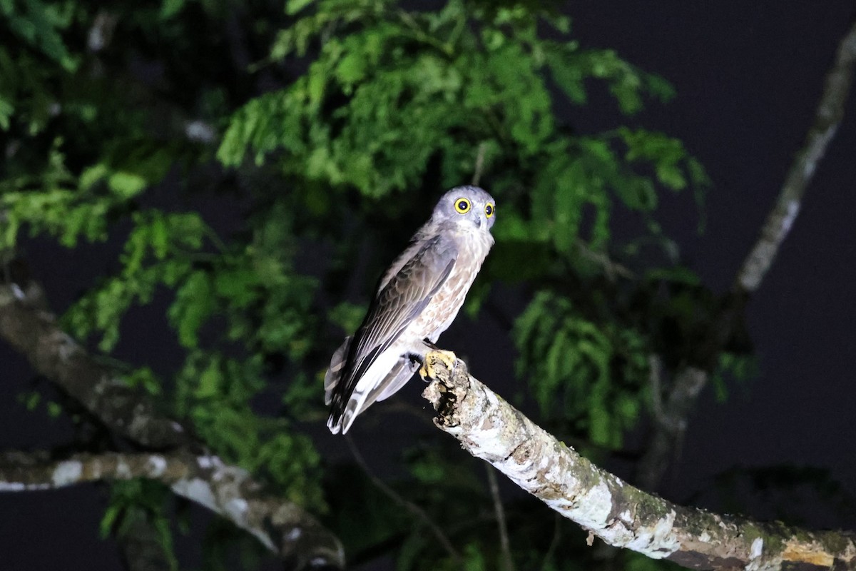 チャイロアオバズク - ML646806498