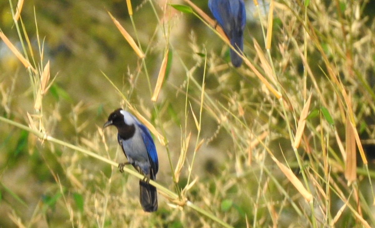 Violaceous Jay - ML646806500