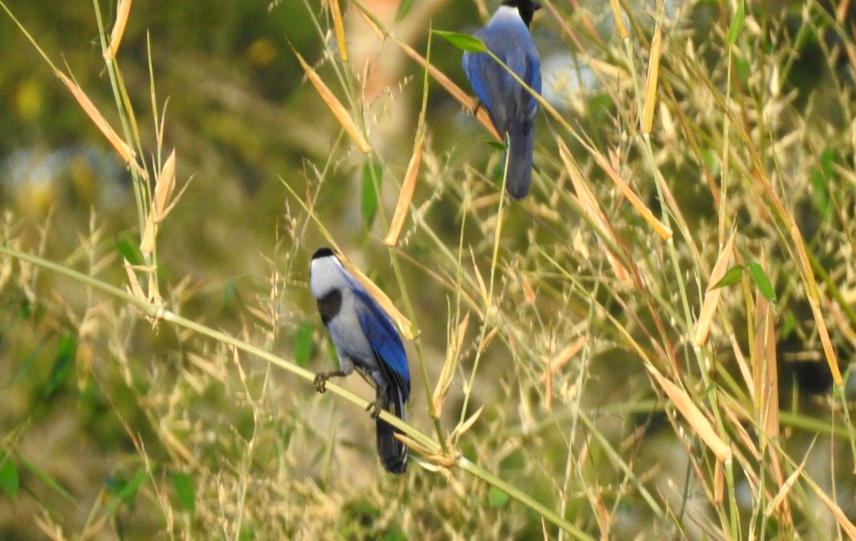 Violaceous Jay - ML646806501