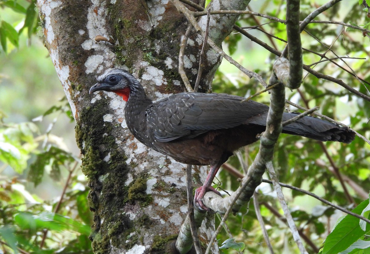 guan andský - ML646806502