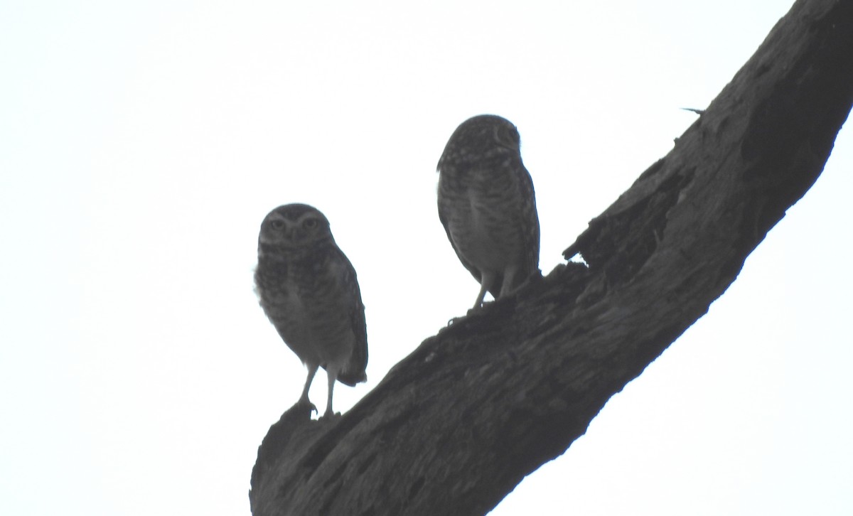 Burrowing Owl - ML646806503