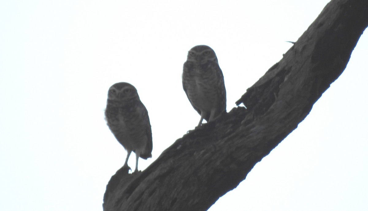 Burrowing Owl - ML646806504