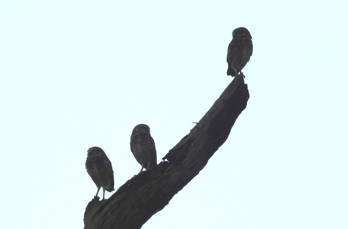 Burrowing Owl - ML646806505