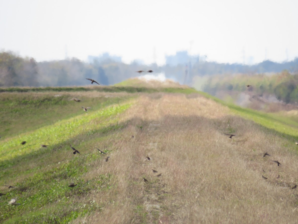 アメリカタヒバリ - ML646806506