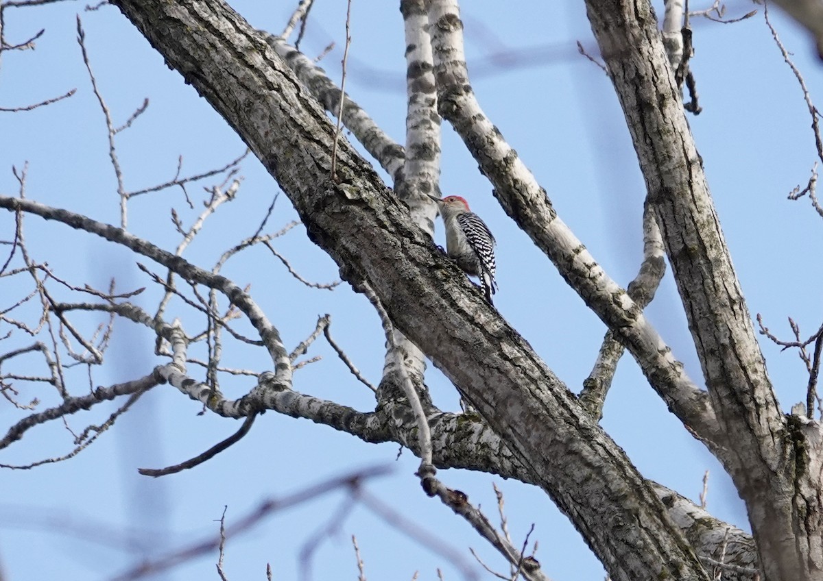 Red-bellied Woodpecker - ML646806507