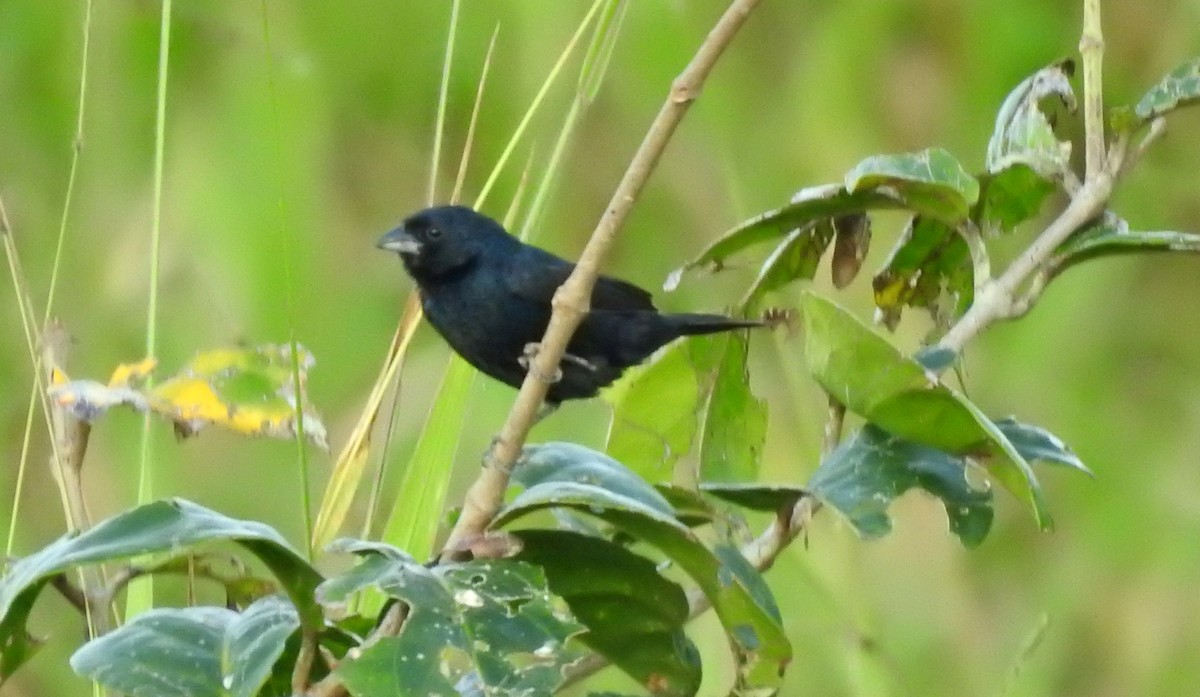 Blue-black Grassquit - ML646806508