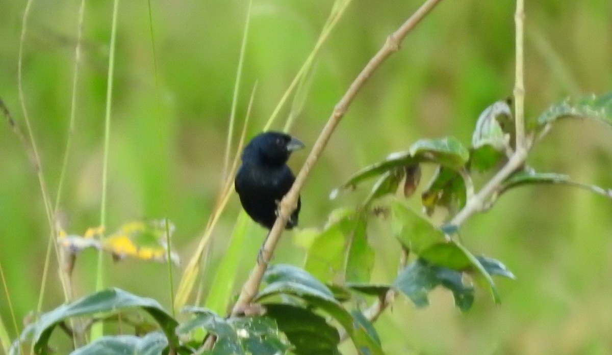 Blue-black Grassquit - ML646806509