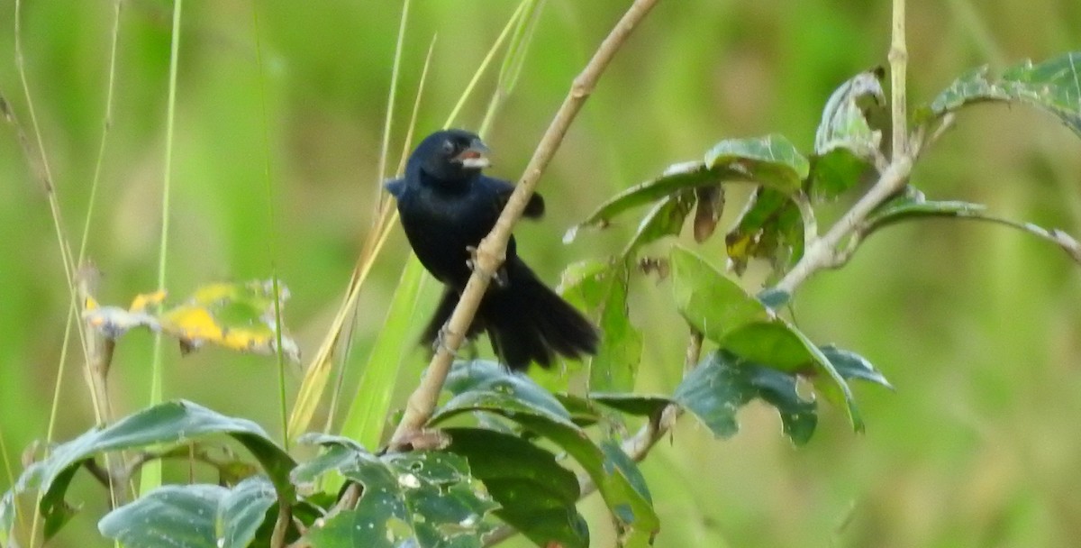 Blue-black Grassquit - ML646806510