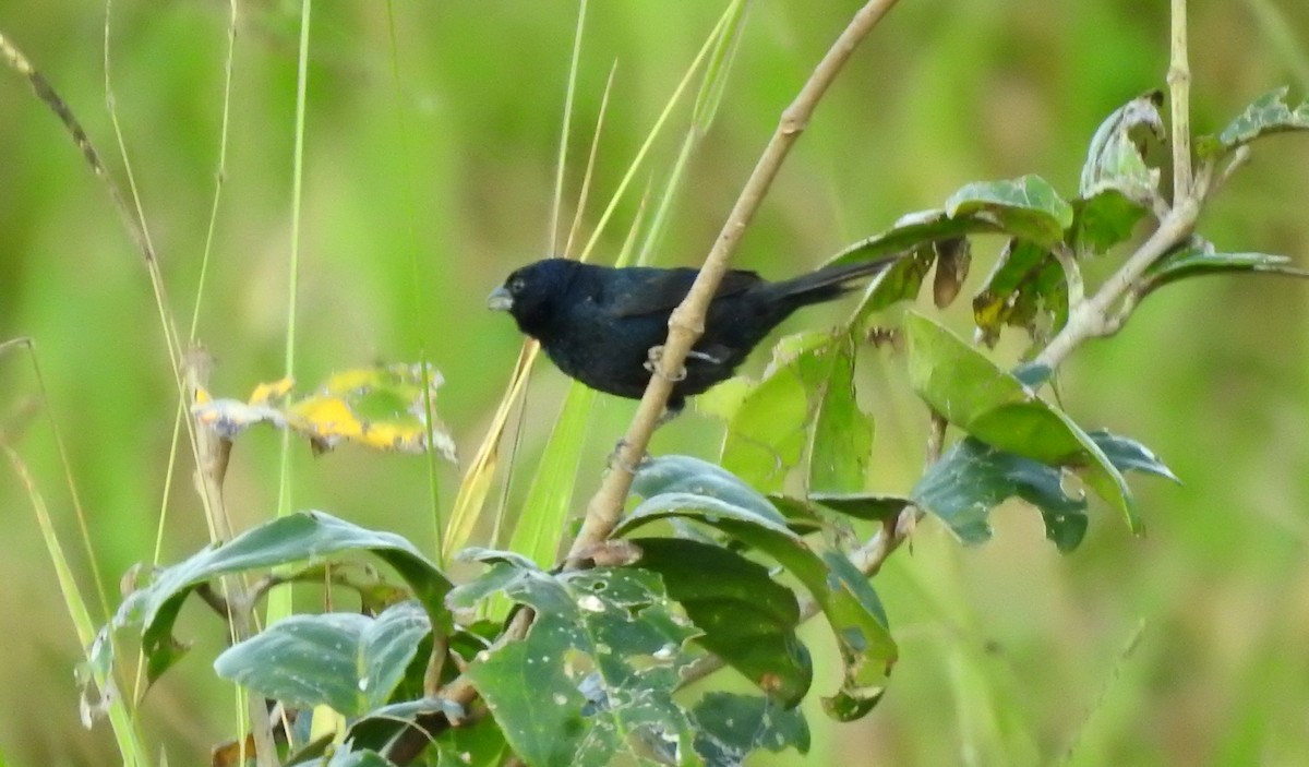 Blue-black Grassquit - ML646806511