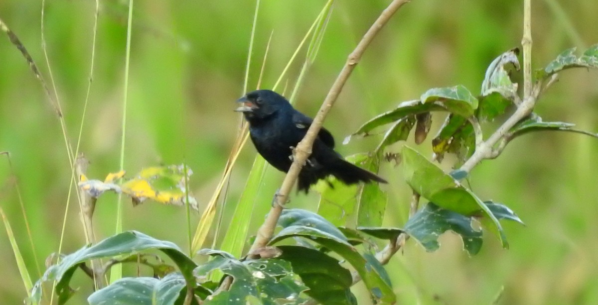 Blue-black Grassquit - ML646806512