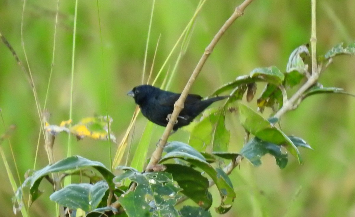 Blue-black Grassquit - ML646806513