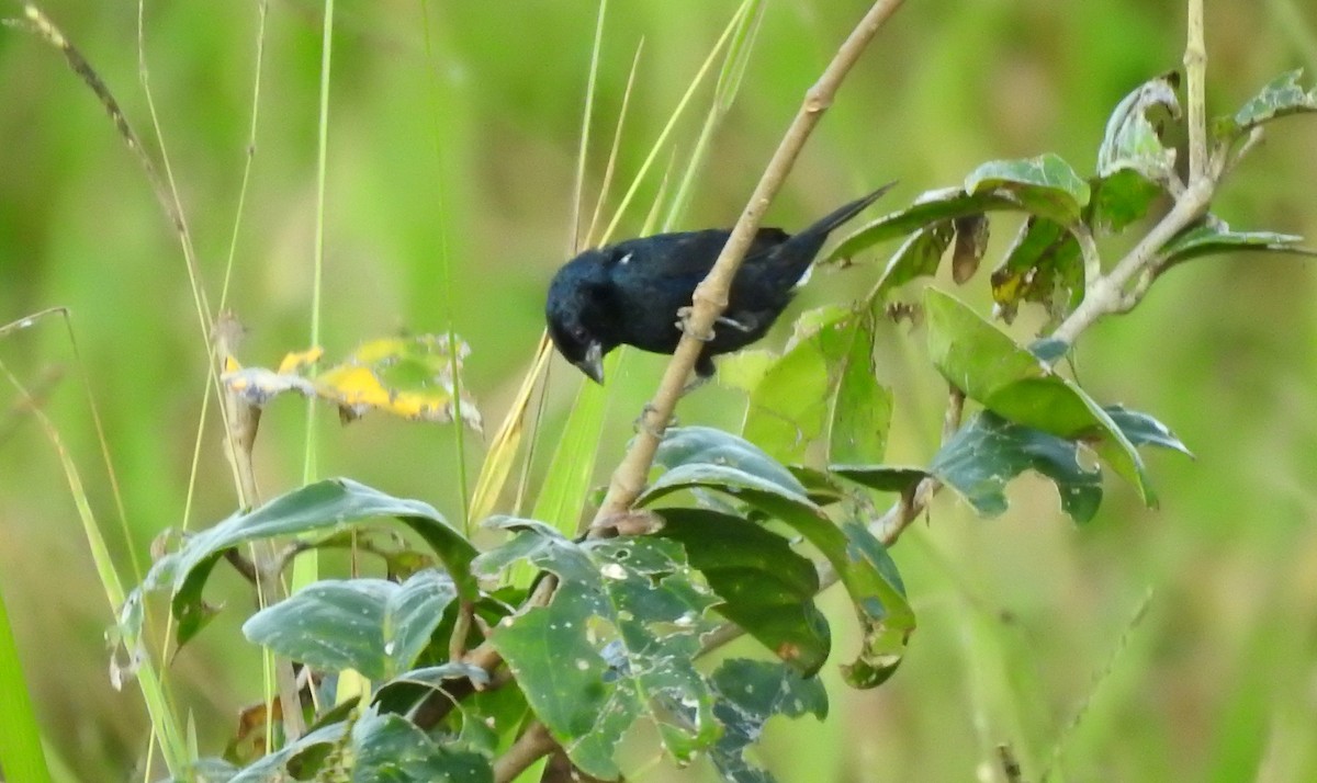 Blue-black Grassquit - ML646806514