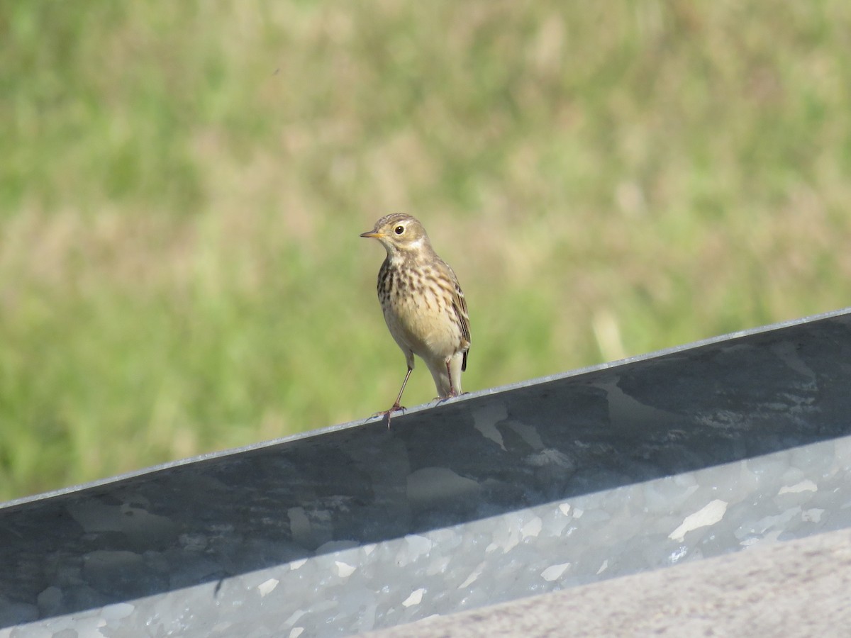 アメリカタヒバリ - ML646806515