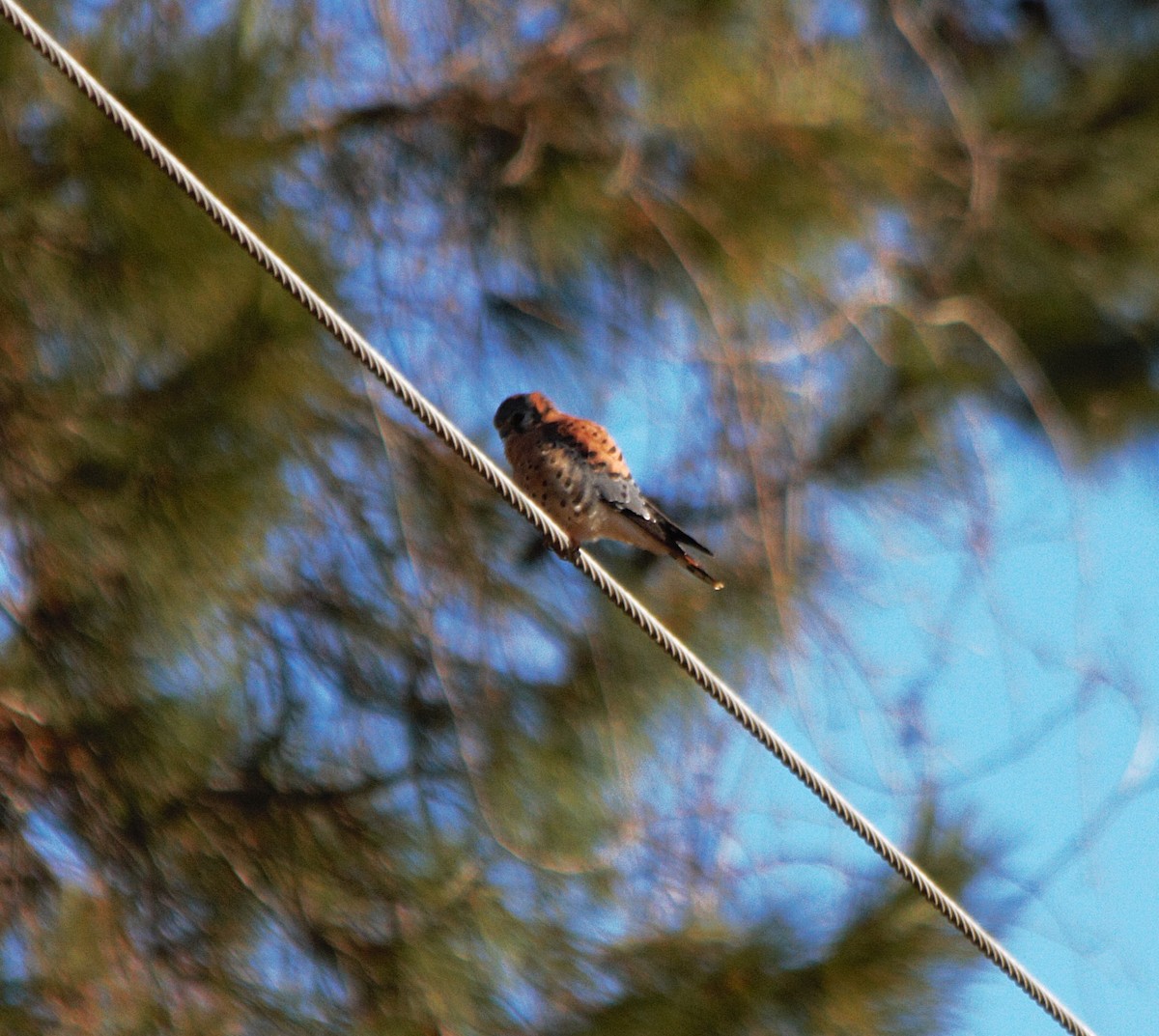 American Kestrel - ML646806518