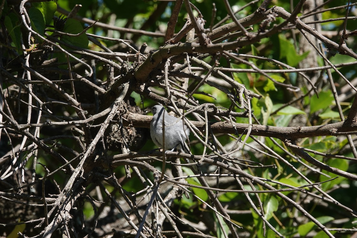 leskot škraboškový - ML646806519