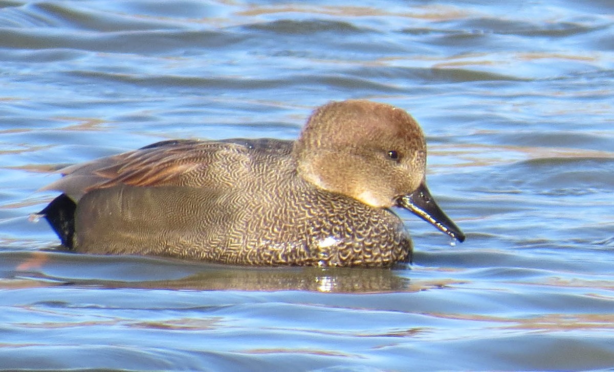 Boz Ördek - ML646806520