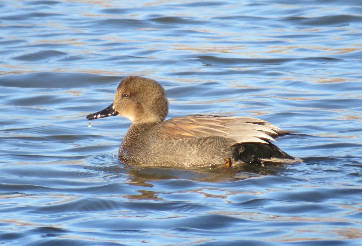 Boz Ördek - ML646806521