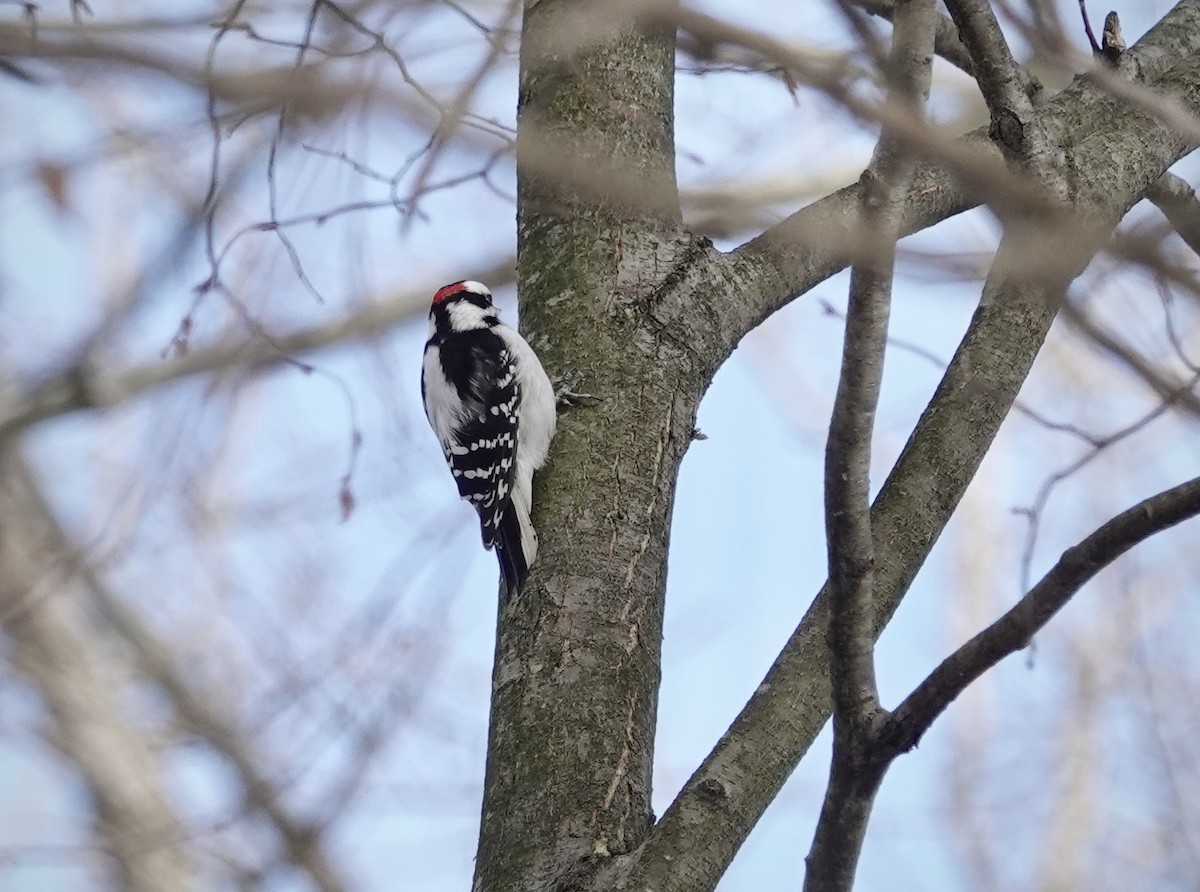 Downy Woodpecker - ML646806522