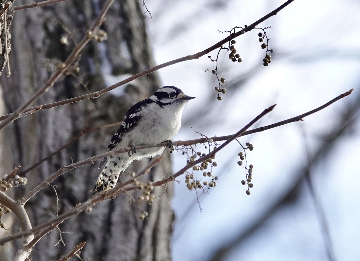 Downy Woodpecker - ML646806523