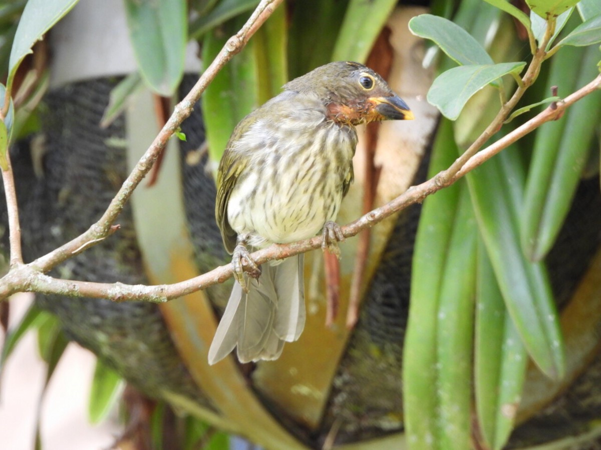 Streaked Saltator - ML646806526