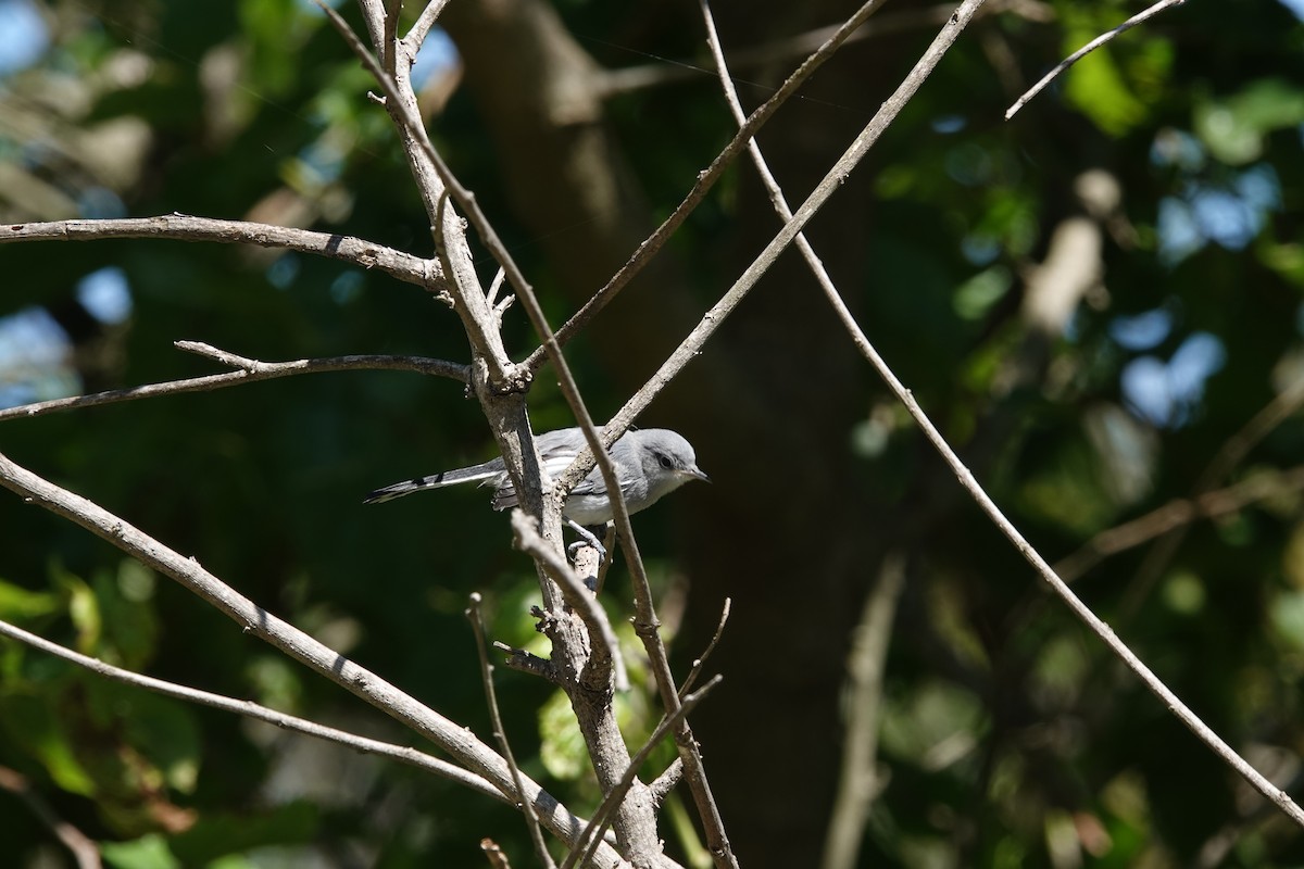 leskot škraboškový - ML646806527