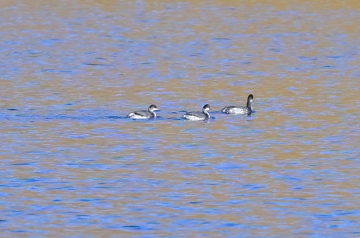 Txilinporta lepabeltza - ML646806529