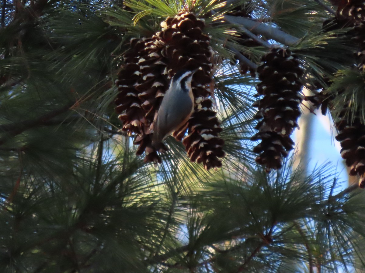 Red-breasted Nuthatch - ML646806532