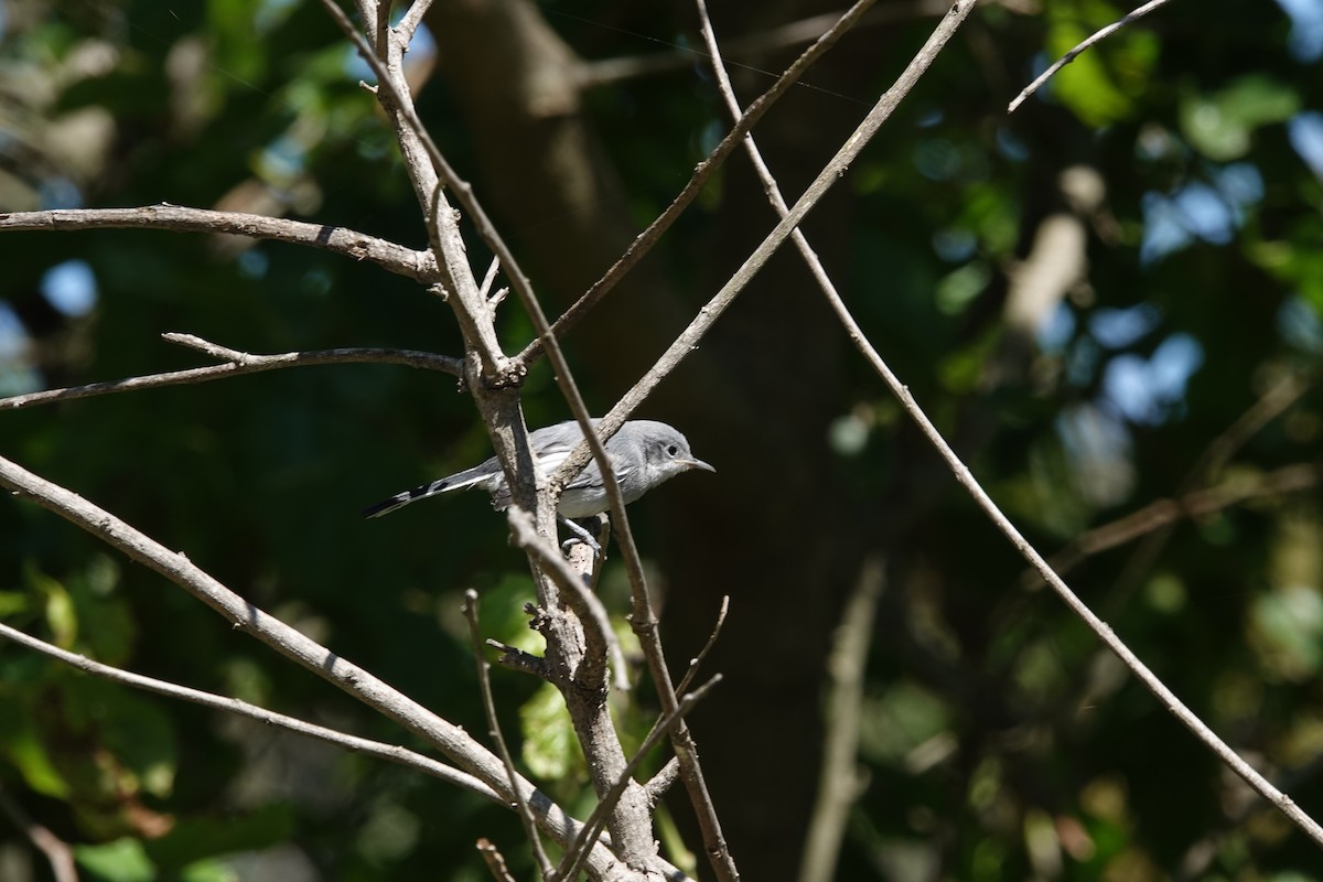 leskot škraboškový - ML646806535