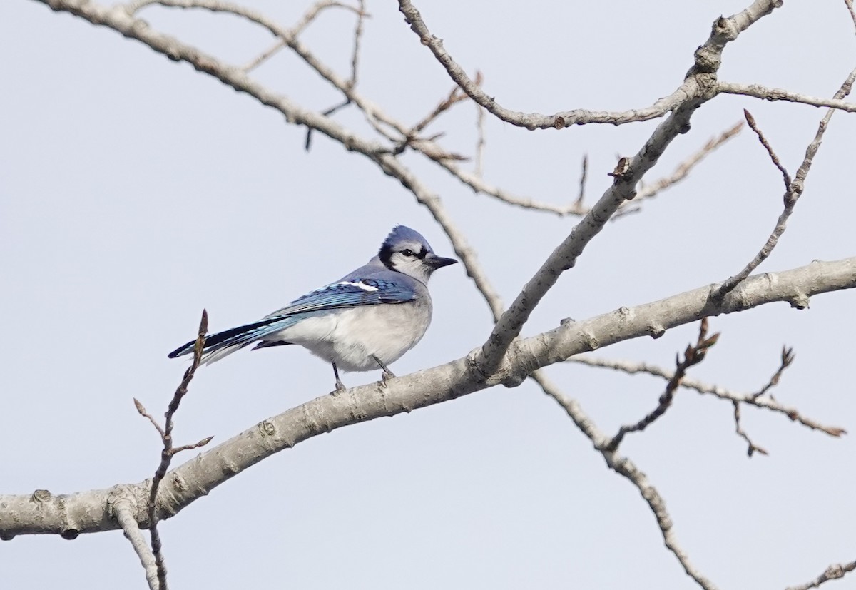 Blue Jay - ML646806536