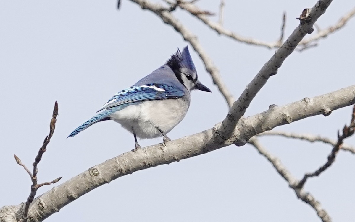 Blue Jay - ML646806538