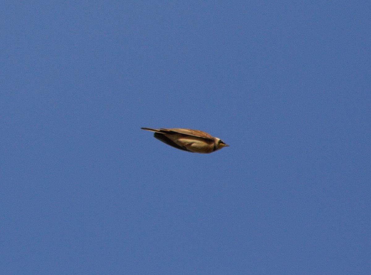 Horned Lark - ML646806559