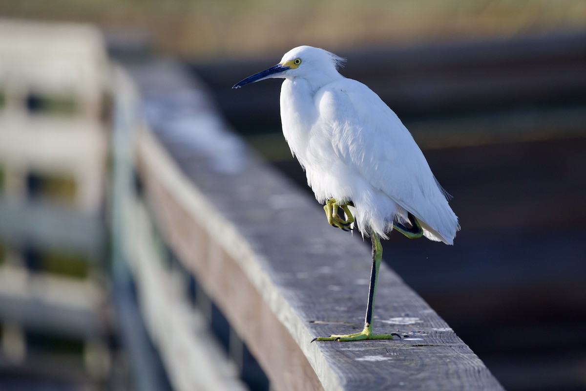 Snowy Egret - ML646806560