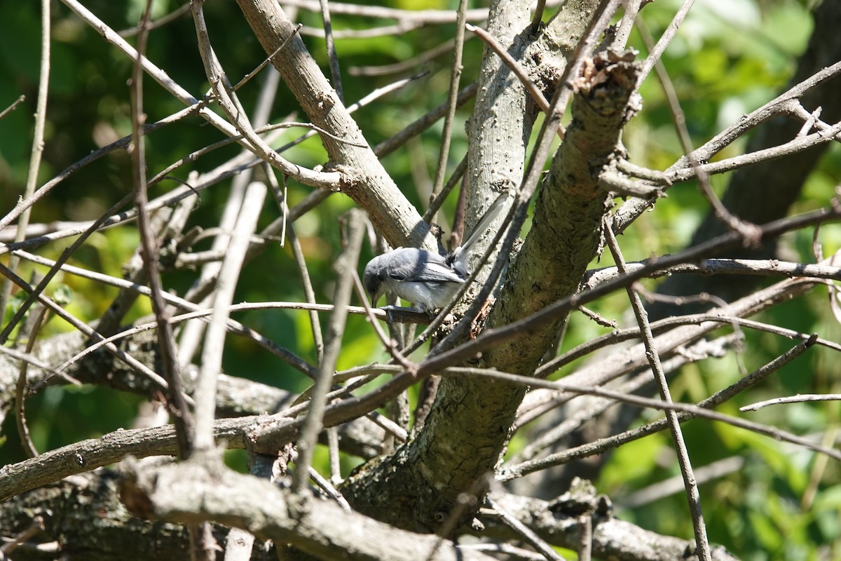 leskot škraboškový - ML646806561