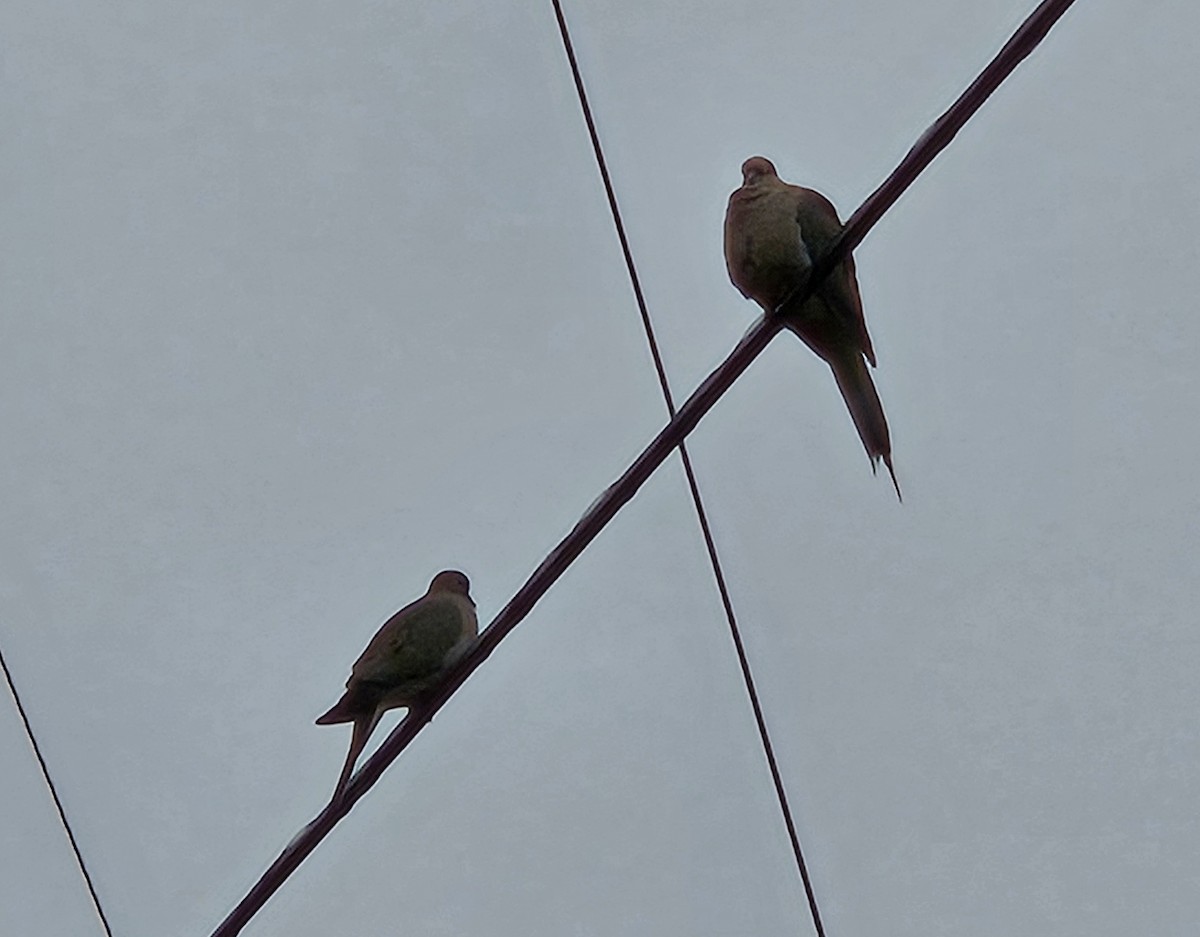 Mourning Dove - ML646806562