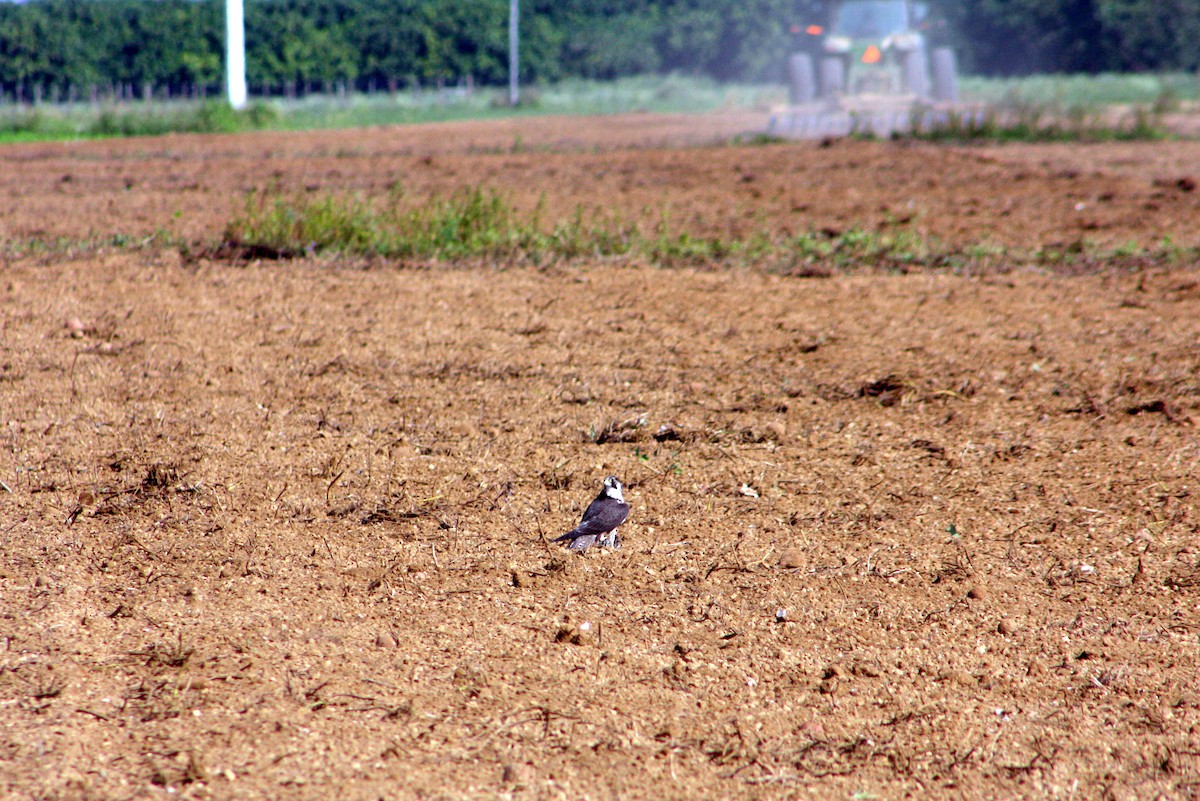 Peregrine Falcon - ML646806565